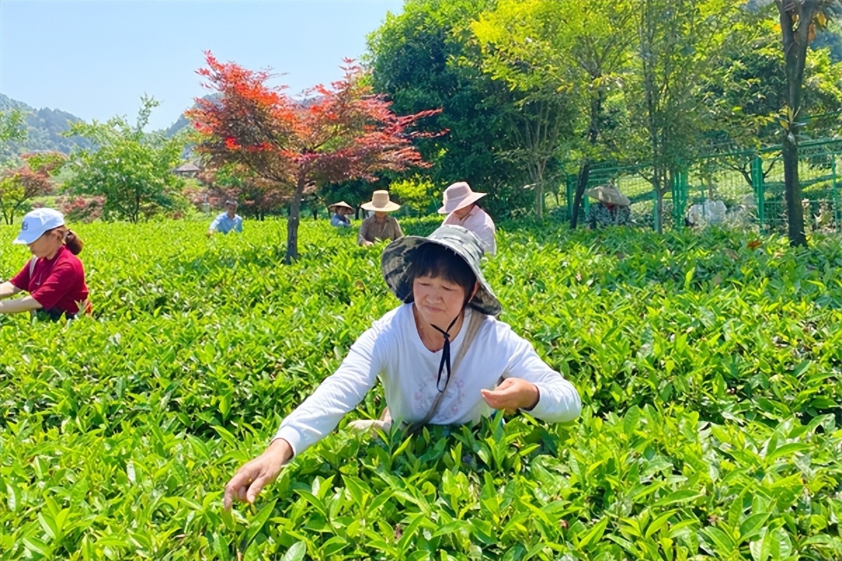 让“科技”成为安化黑茶高质量发展的“强劲引擎”