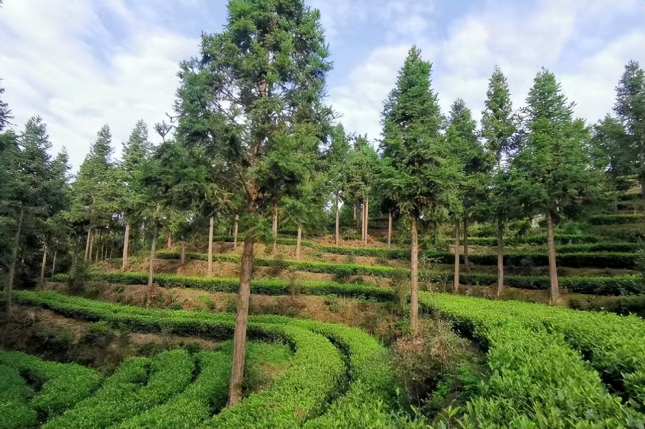 江西宁都:“小布茗”茶助农脱贫致富助力乡村振兴