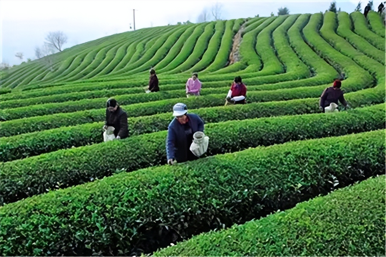 江西宁都:“小布茗”茶助农脱贫致富助力乡村振兴